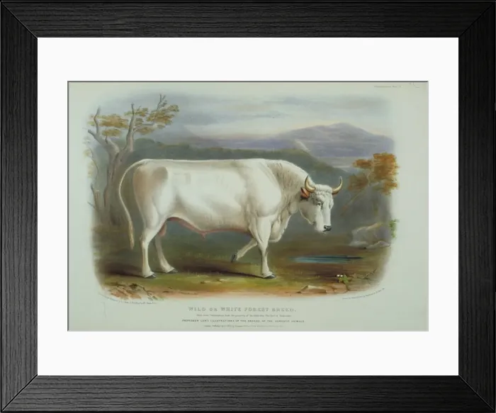 Framed Print : Bos taurus, cattle Framed Print : Bos taurus, cattle
