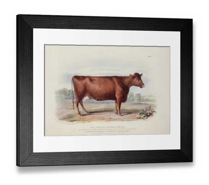 Framed Print : Bos taurus, cattle Framed Print : Bos taurus, cattle