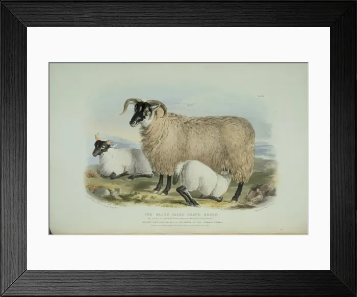 Framed Print : Ovis aries, sheep Framed Print : Ovis aries, sheep