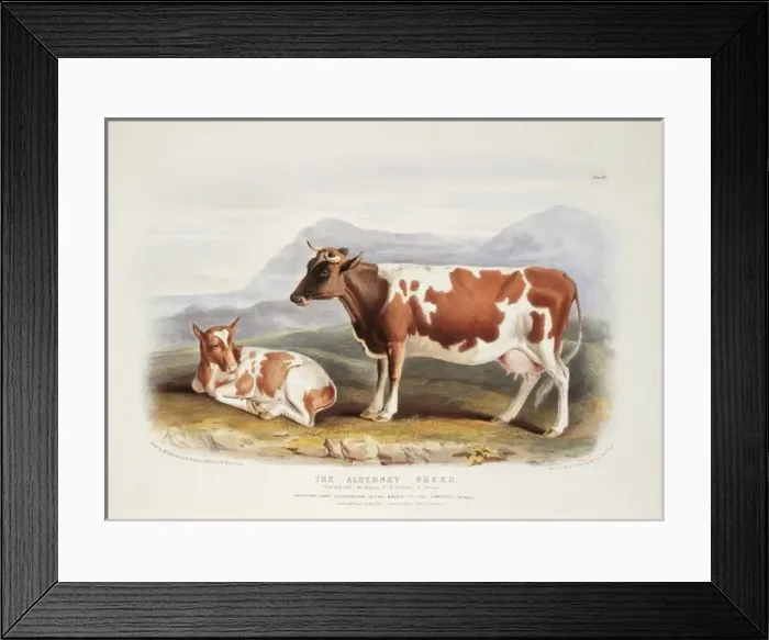 Framed Print : Bos taurus, cattle Framed Print : Bos taurus, cattle