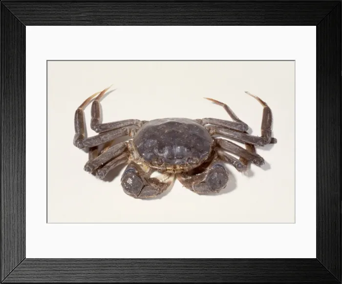 Framed Print : Eriocheir sinensis, Chinese mitten crab Framed Print : Eriocheir sinensis, Chinese mitten crab
