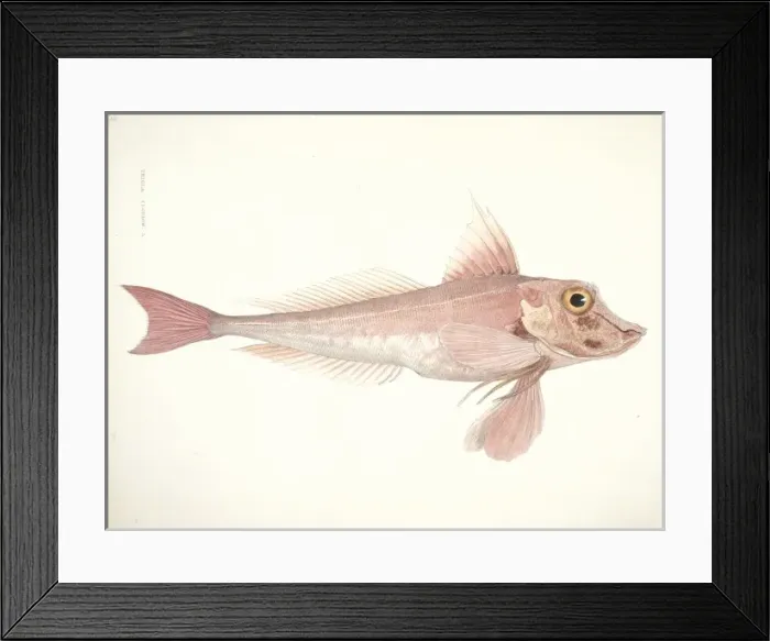 Framed Print : Aspitrgla cuculus, red gurnard Framed Print : Aspitrgla cuculus, red gurnard