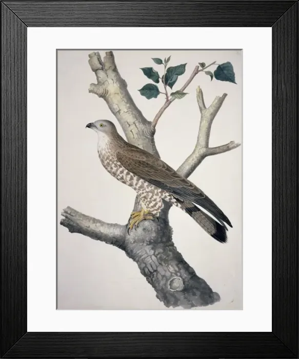 Framed Print : Pernis apivorus, European honey buzzard Framed Print : Pernis apivorus, European honey buzzard