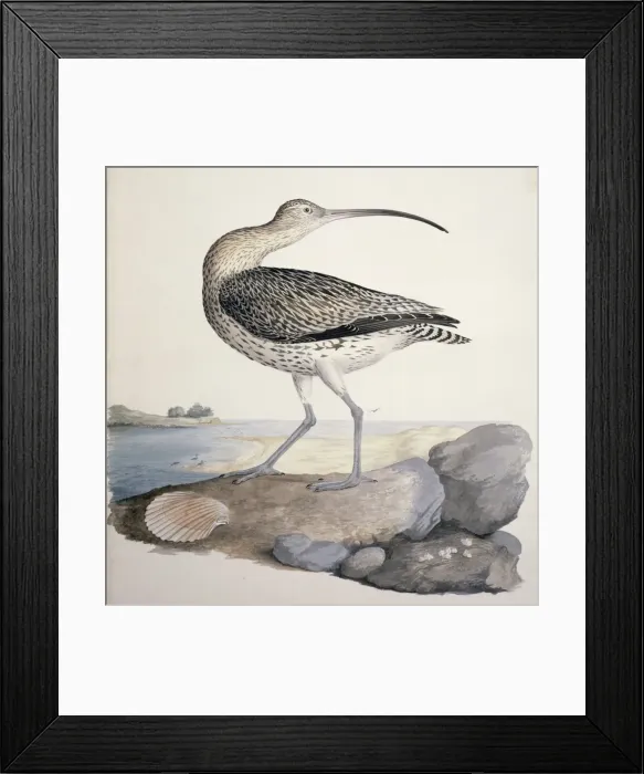 Framed Print : Numenius arquata, Eurasian curlew Framed Print : Numenius arquata, Eurasian curlew