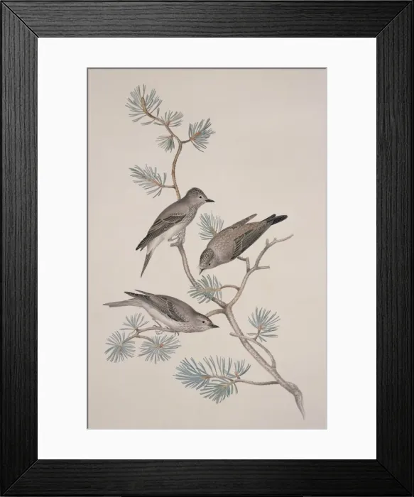 Framed Print : Muscicapa striata, spotted flycatcher Framed Print : Muscicapa striata, spotted flycatcher