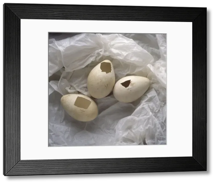 Framed Print : Aptenodytes forsteri, Emperor penguin eggs Framed Print : Aptenodytes forsteri, Emperor penguin eggs