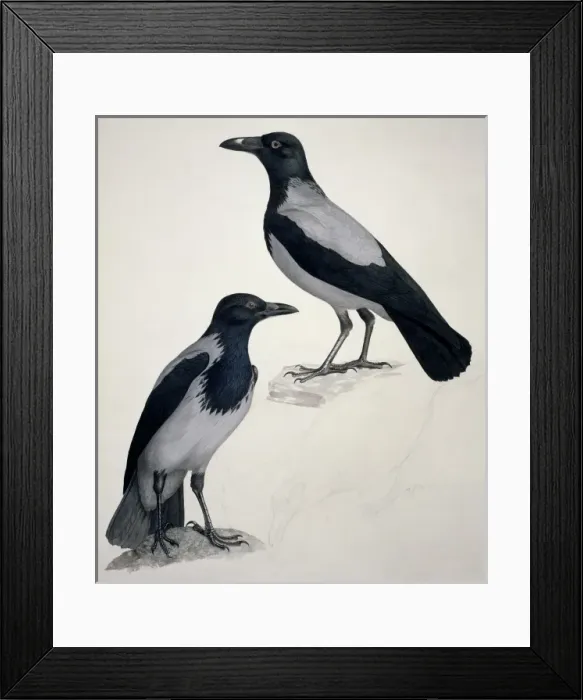 Framed Print : Corvus corone cornix, hooded (carrion) crow Framed Print : Corvus corone cornix, hooded (carrion) crow