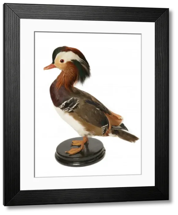 Framed Print : Aix galericulata, mandarin duck Framed Print : Aix galericulata, mandarin duck