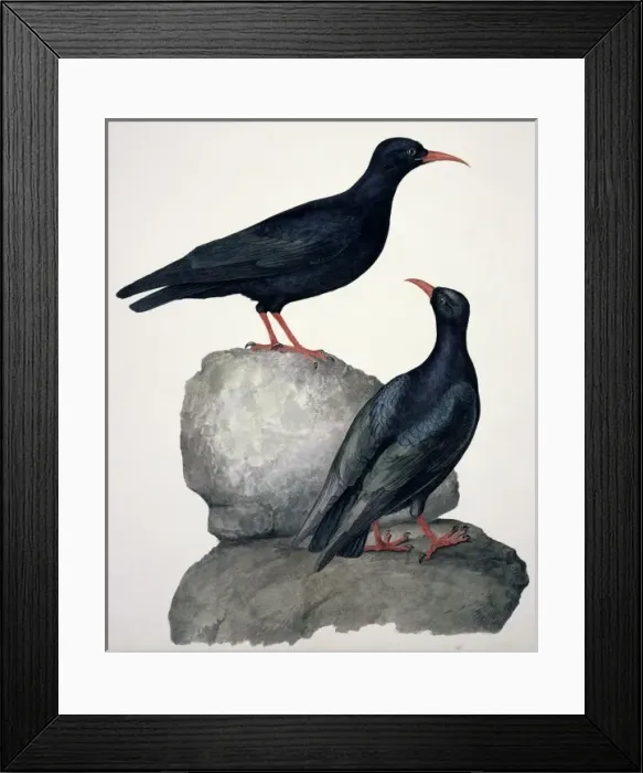 Framed Print : Pyrrhoxcorax pyrrhocorax, red-billed chough Framed Print : Pyrrhoxcorax pyrrhocorax, red-billed chough