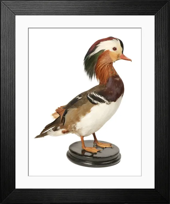 Framed Print : Aix galericulata, mandarin duck Framed Print : Aix galericulata, mandarin duck