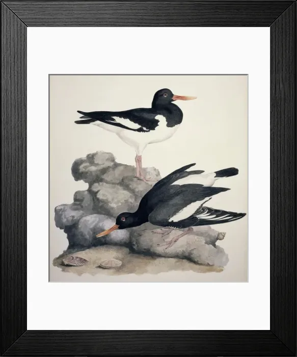 Framed Print : Haematopus ostralegus, Eurasian oystercatcher Framed Print : Haematopus ostralegus, Eurasian oystercatcher