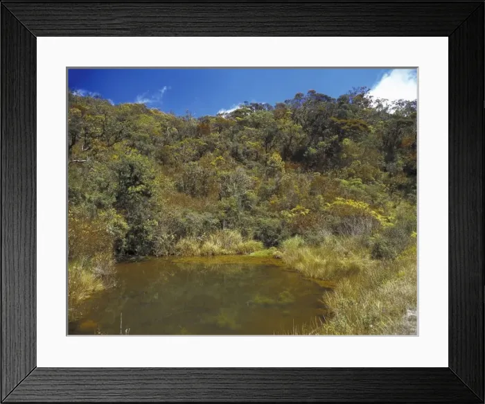 Framed Print : Montane rainforest, Sri Lanka Framed Print : Montane rainforest, Sri Lanka