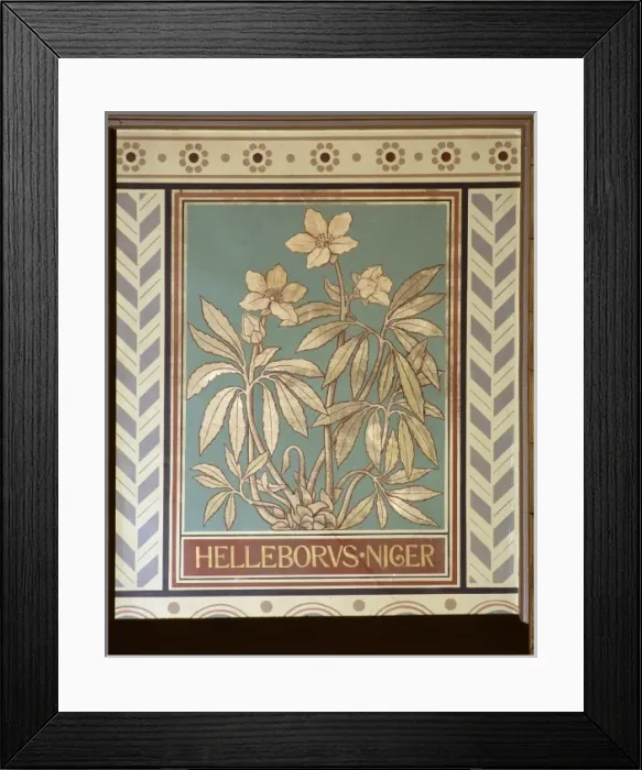 Framed Print : Helleborus niger, Christmas rose Framed Print : Helleborus niger, Christmas rose