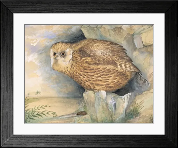 Framed Print : Sceloglaux albifacies, laughing owl Framed Print : Sceloglaux albifacies, laughing owl