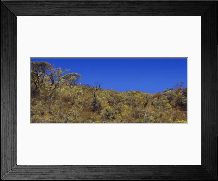 Framed Print : Montane rainforest, Sri Lanka Framed Print : Montane rainforest, Sri Lanka
