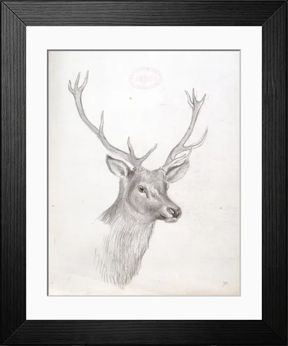 Framed Print : Cervidae (family), deer Framed Print : Cervidae (family), deer