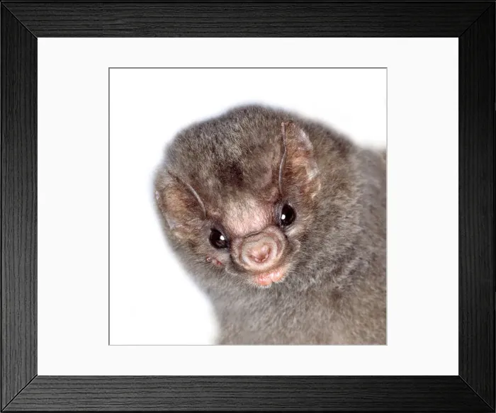 Framed Print : Diphylla ecaudata, hairy-legged vampire bat Framed Print : Diphylla ecaudata, hairy-legged vampire bat