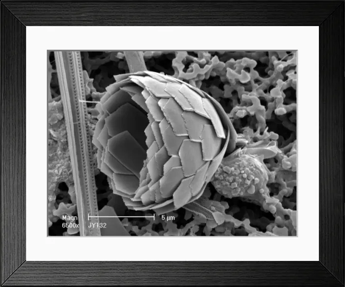 Framed Print : Florosphaera profunda, coccolith Framed Print : Florosphaera profunda, coccolith