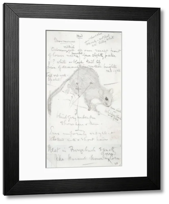 Framed Print : Muscardinus avellanarius, common dormouse Framed Print : Muscardinus avellanarius, common dormouse
