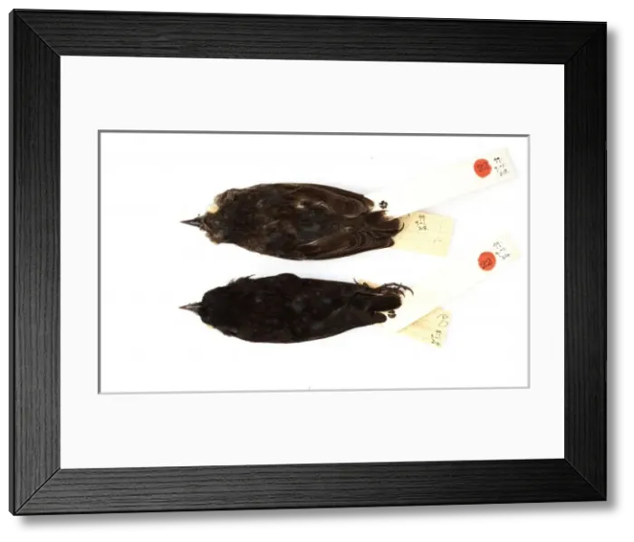 Framed Print : Geospiza difficilis, sharp-beaked ground finch Framed Print : Geospiza difficilis, sharp-beaked ground finch