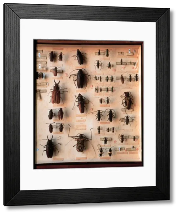 Framed Print : Various beetle specimens Framed Print : Various beetle specimens