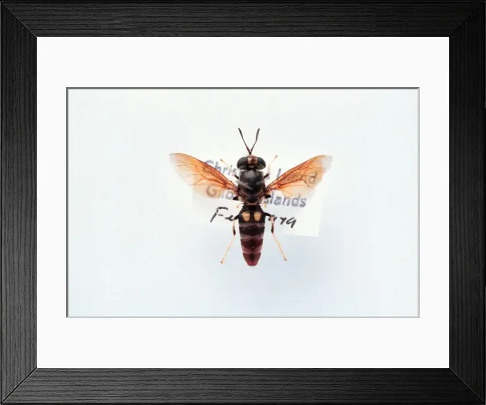 Framed Print : Hermetia illucens, soldier fly Framed Print : Hermetia illucens, soldier fly
