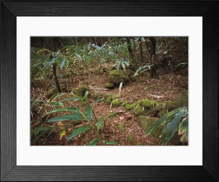 Framed Print : Montane rainforest, Sri Lanka Framed Print : Montane rainforest, Sri Lanka