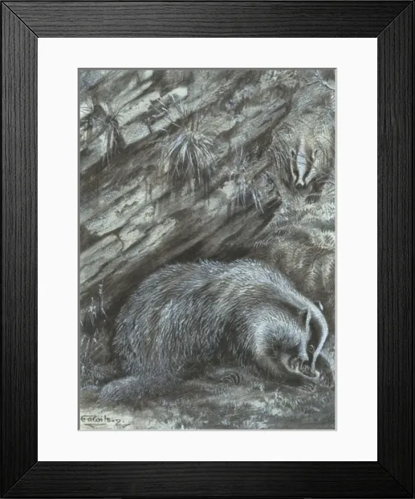 Framed Print : Meles meles, Eurasian badger Framed Print : Meles meles, Eurasian badger
