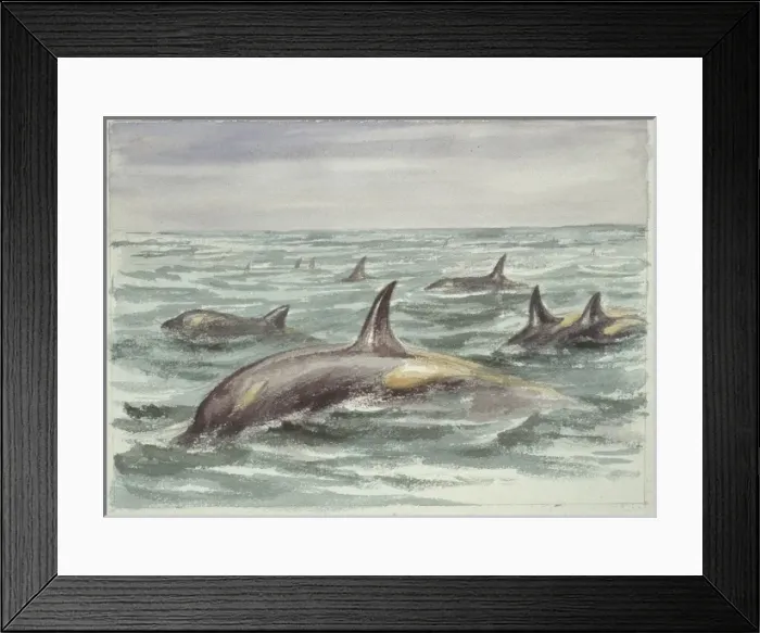 Framed Print : Orcinus orca, orca Framed Print : Orcinus orca, orca