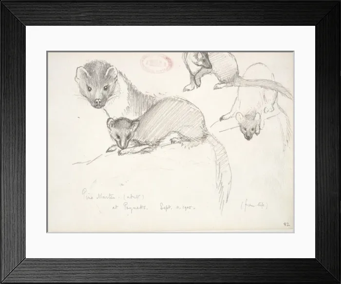 Framed Print : Martes martes, European pine marten Framed Print : Martes martes, European pine marten