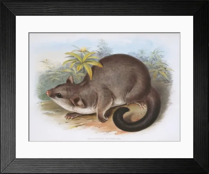 Framed Print : Phalangista rulpin, possum Framed Print : Phalangista rulpin, possum