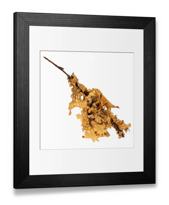 Framed Print : Lobaria pulmonaria, lichen Framed Print : Lobaria pulmonaria, lichen