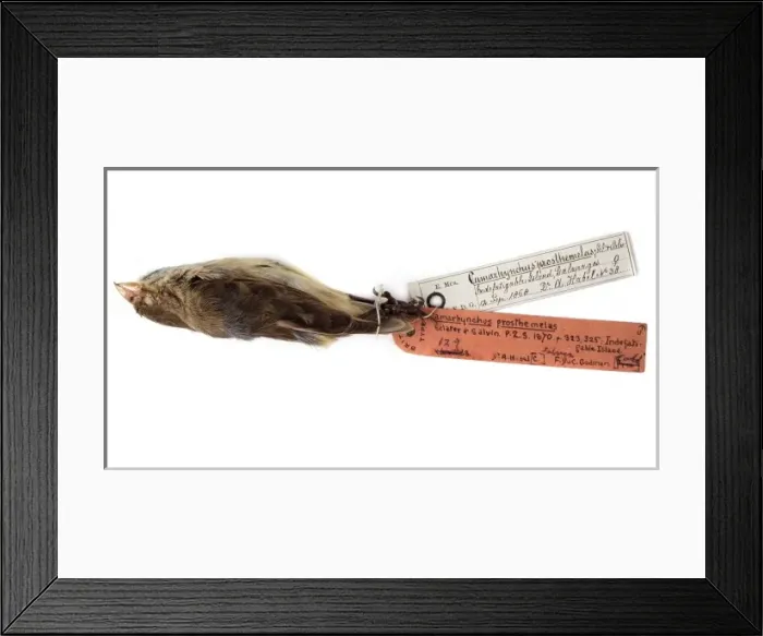Framed Print : Camarhynchus prosthemelas Framed Print : Camarhynchus prosthemelas