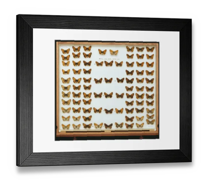 Framed Print : Boloria selene, small pearl bordered fritillary Framed Print : Boloria selene, small pearl bordered fritillary