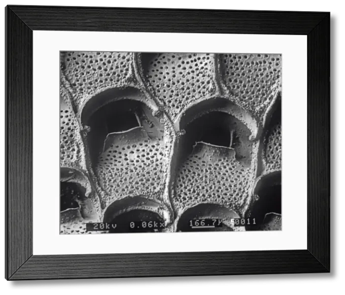Framed Print : A bryozoan colony Framed Print : A bryozoan colony