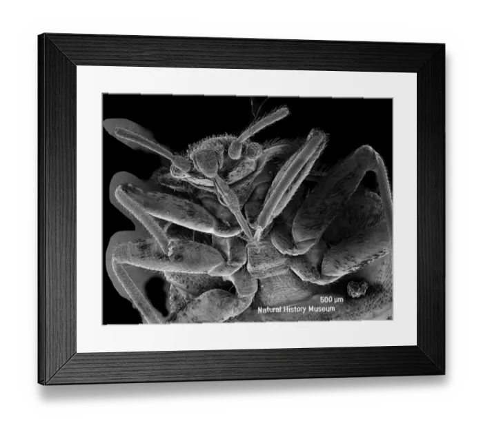 Framed Print : Cimex lectularius, bed bug Framed Print : Cimex lectularius, bed bug