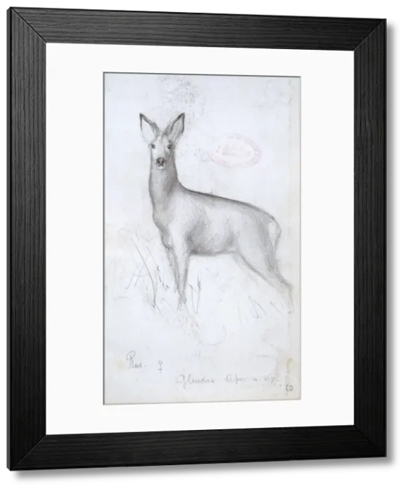 Framed Print : Capreolus capreolus, western roe deer Framed Print : Capreolus capreolus, western roe deer