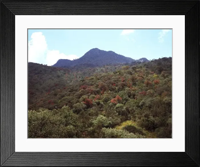 Framed Print : Montane rainforest, Sri Lanka Framed Print : Montane rainforest, Sri Lanka