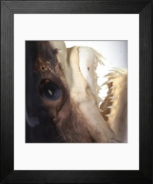 Framed Print : Isurus oxyrinchus, shortfin mako shark Framed Print : Isurus oxyrinchus, shortfin mako shark