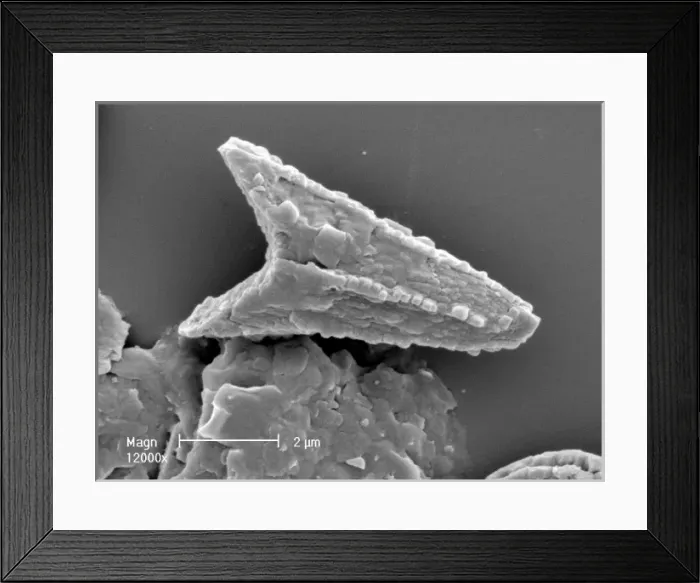 Framed Print : Ceratolithoides aculeus, coccolith Framed Print : Ceratolithoides aculeus, coccolith
