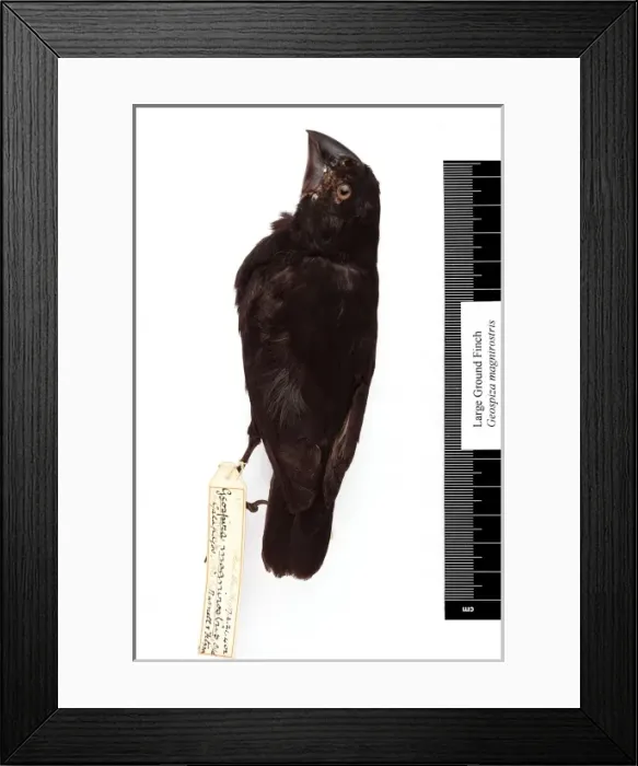 Framed Print : Geospiza magnirostris, large ground finch Framed Print : Geospiza magnirostris, large ground finch