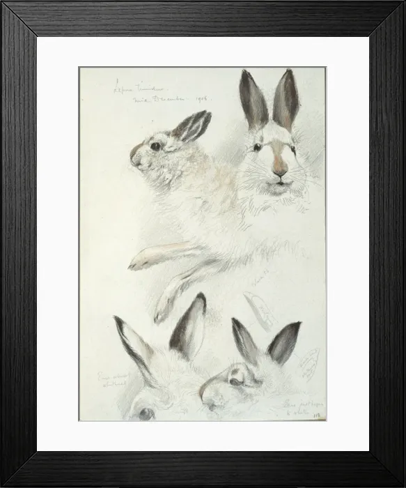 Framed Print : Lepus timidus, Arctic hare Framed Print : Lepus timidus, Arctic hare