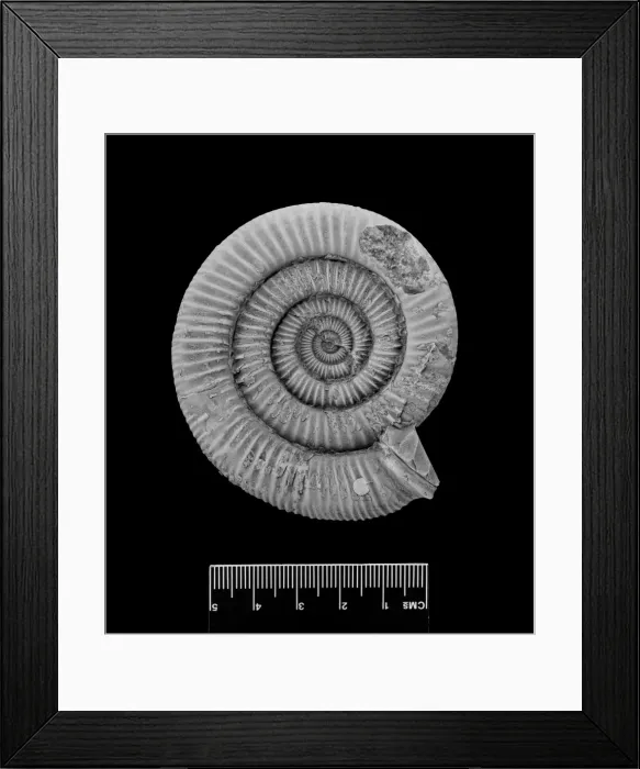 Framed Print : Dactylioceras commune, ammonite