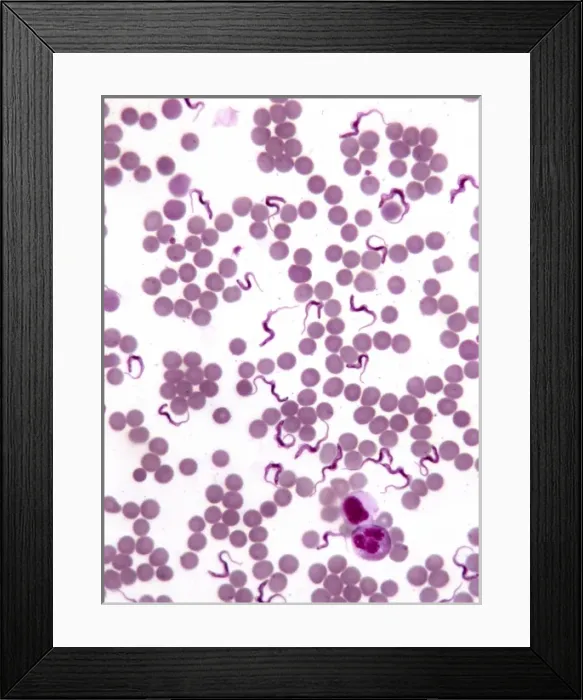 Framed Print : Trypanosomes Framed Print : Trypanosomes