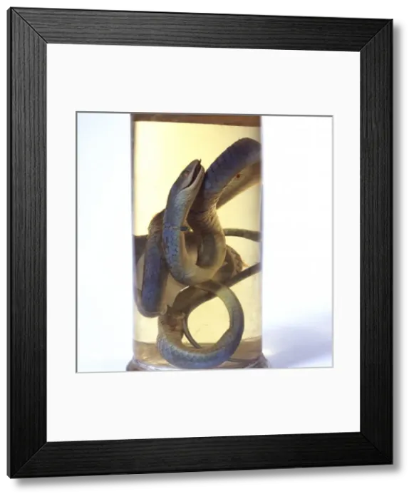 Framed Print : Philothamnus irregularis, western green snake Framed Print : Philothamnus irregularis, western green snake