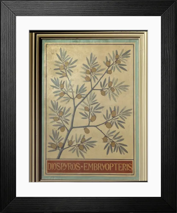 Framed Print : Diospyros embryopteris Framed Print : Diospyros embryopteris