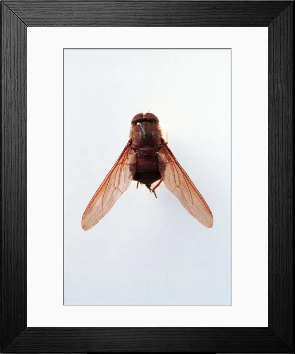 Framed Print : Brachycerous fly Framed Print : Brachycerous fly