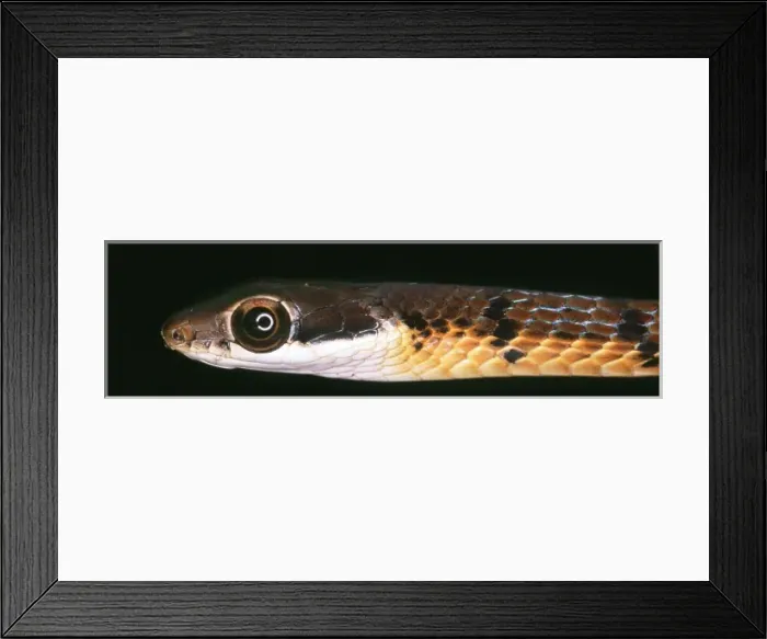 Framed Print : Serpentes (suborder), snake Framed Print : Serpentes (suborder), snake