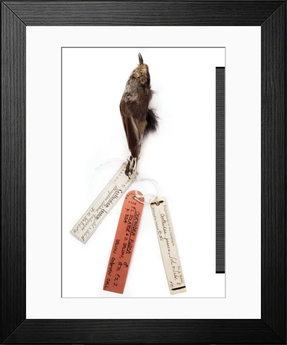 Framed Print : Certhidea olivacea fusca, warbler-finch Framed Print : Certhidea olivacea fusca, warbler-finch