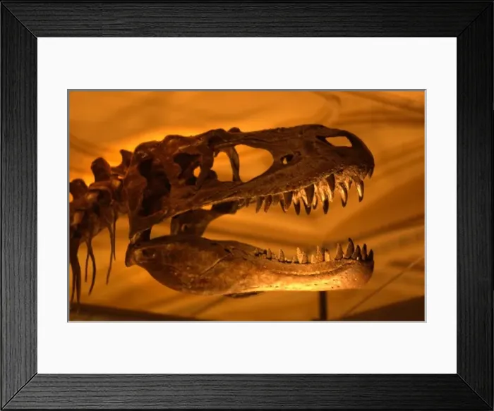 Framed Print : Albertosaurus Framed Print : Albertosaurus